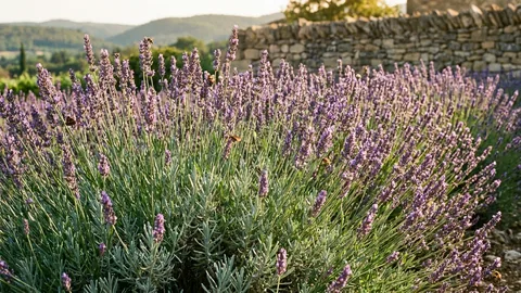 Lavendel