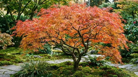 Japanischer Ahorn