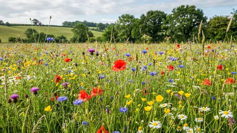 Wildblumenwiese